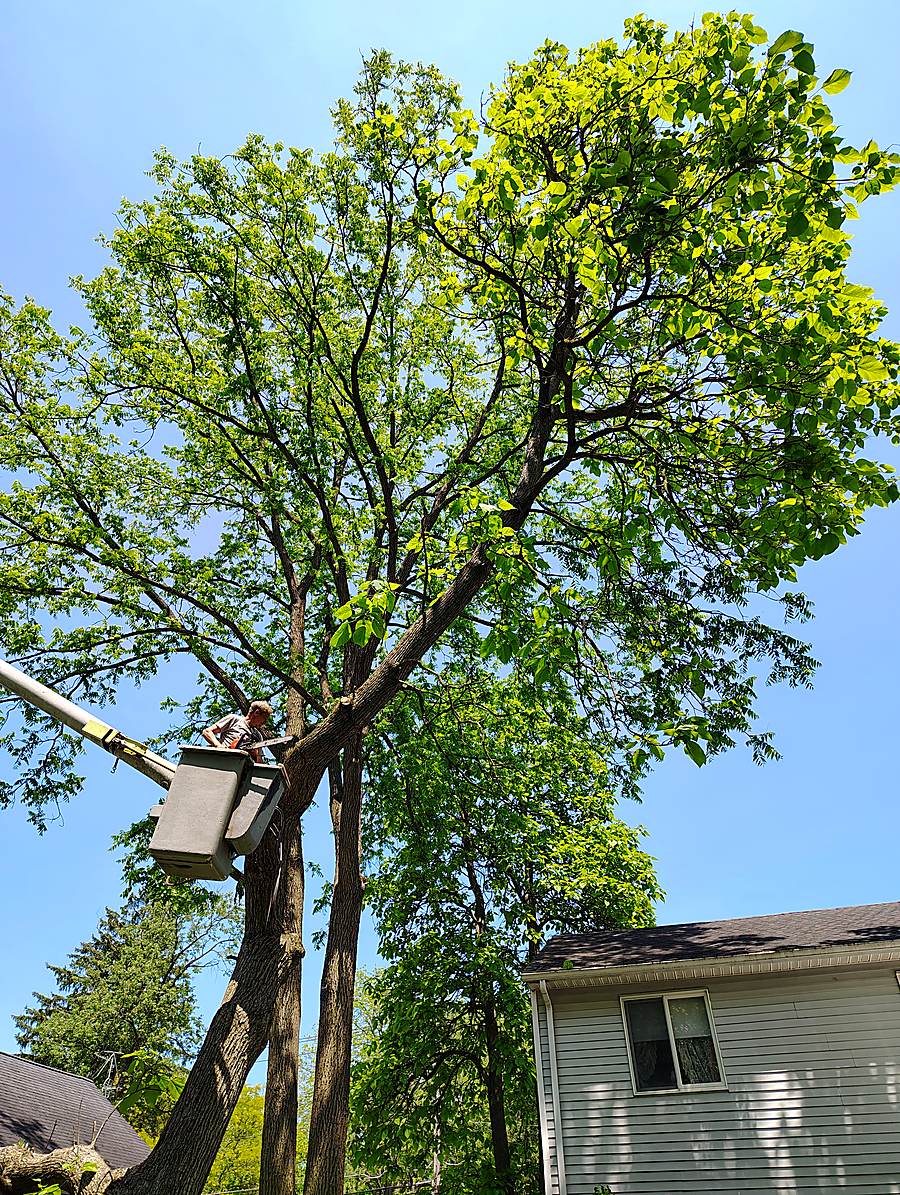 Kenwood Tree Service crew working from a bucket lift in a tall canopy